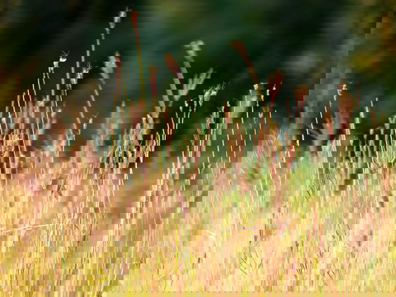 Plantenliefhebbers opgelet! Gemeenten Midden-Drenthe en Assen zoeken bermscouts