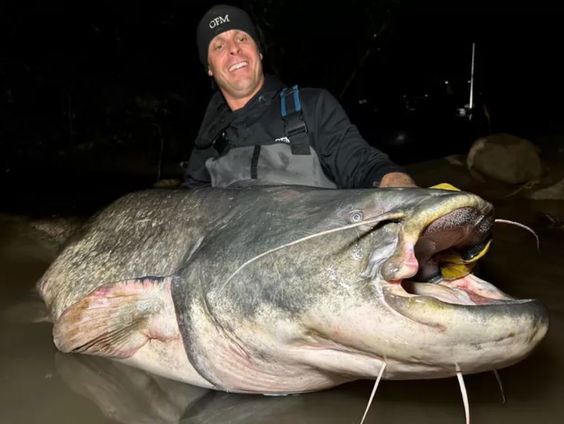 Monsterlijke meervallen zorgen voor vangrecords in Maas en Lek