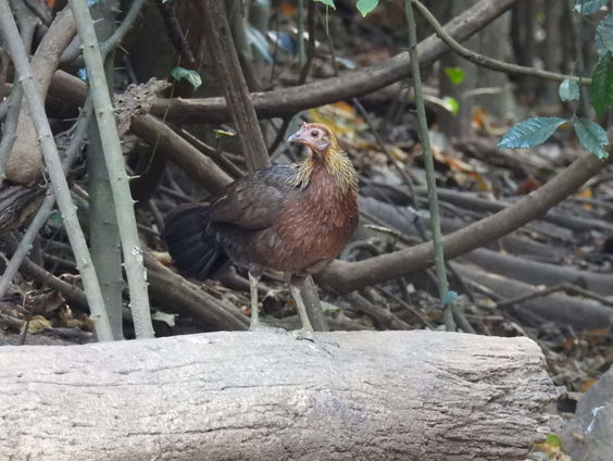 Wat is het natuurlijke gedrag van een kip?