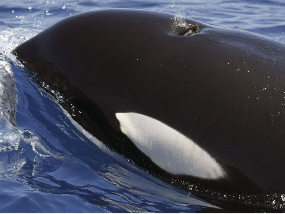 Hoe komt het dat orka's boten in de straat van Gibraltar blijven aanvallen?