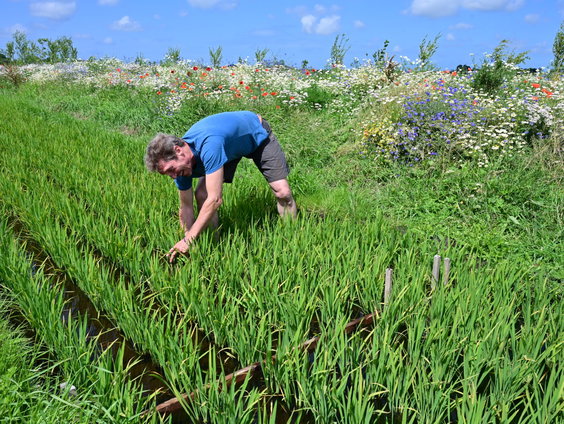 Rijst verbouwen in de Hollandse polder: kan dat?