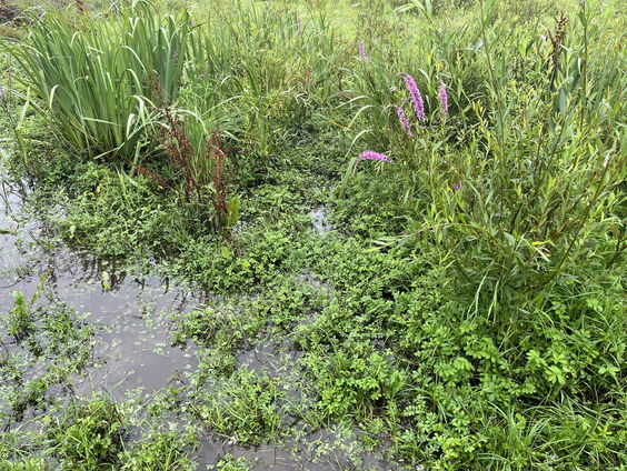 Ecologische belang van overstromingsvlaktes