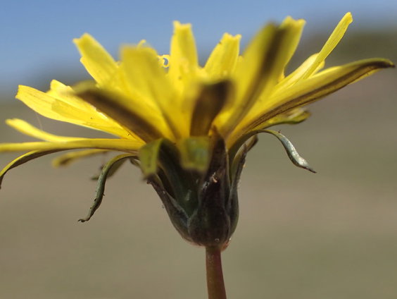 Paardenbloemen zonder pollen: komt dat steeds vaker voor?