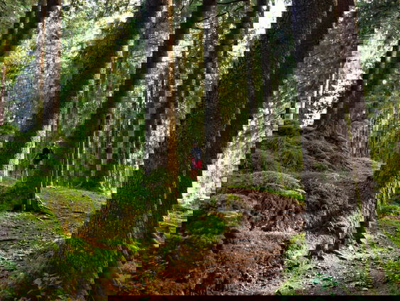 Dit is het effect van een FSC-keurmerk op bossen