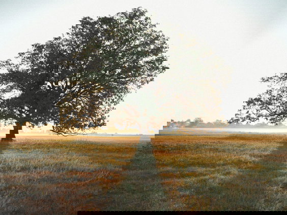 Lekkere Track: Europese boom van het jaar