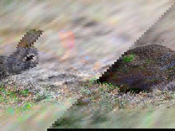 Myrthe Fonck probeert konijnenpopulatie in de duinen op te krikken