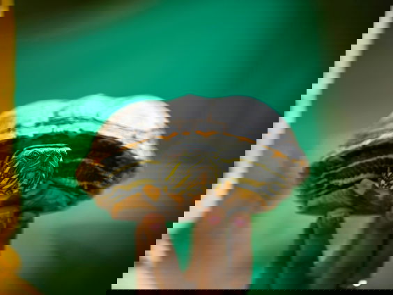 Inzamelingsactie moet schildpaddenopvang redden