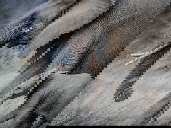 Kunnen dieren een natuurramp aan voelen komen? 'Olifanten zouden een aardbeving voelen aankomen'