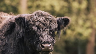 Prentenboek en voorstelling over zwemmende koe Leonarda 12