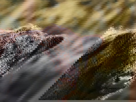 Prentenboek en voorstelling over zwemmende koe Leonarda 12