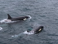 Orka's vallen boten aan in Spanje en Portugal