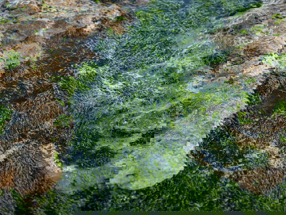 Zijn algen de oplossing voor ons watertekort?