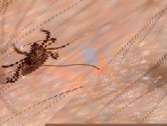 Op deze plekken kun je een tekenbeet over het hoofd zien