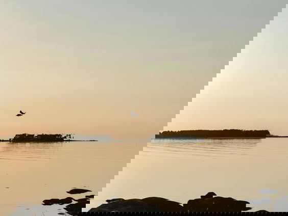 Pontje in de Biesbosch gaat misschien bezoek historisch eilandje mogelijk maken