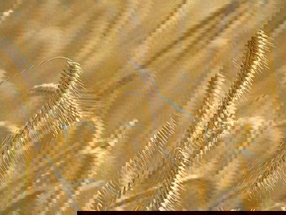 Lekkere Track: Graanstengels