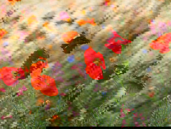 RadioReisDienst: Eindeloze klaproosvelden