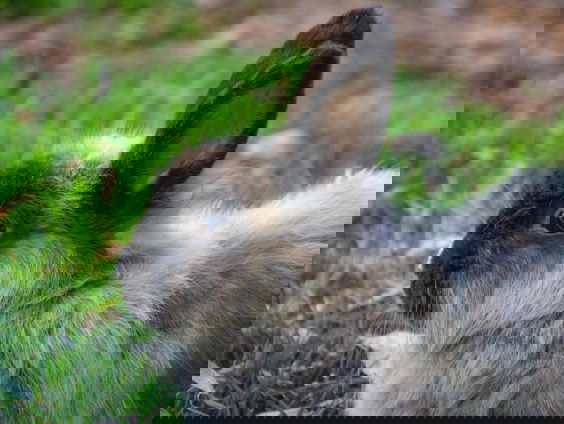 Er komt een nationale konijnendag