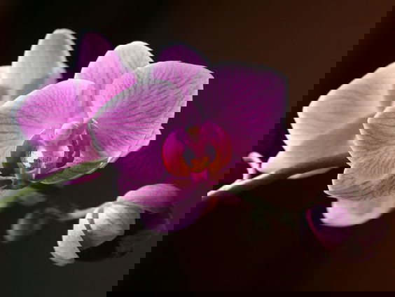 Lekkere Track: In tranen