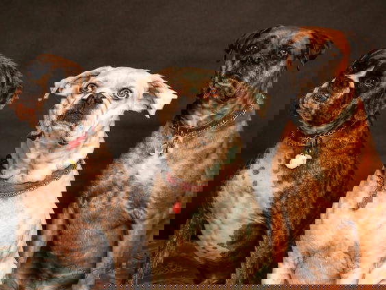 De Flitsdichter - De Hondenkring