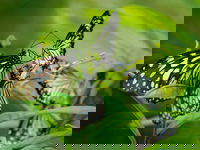 Verwarring in het dierenrijk: vele dieren hebben een onjuiste naam