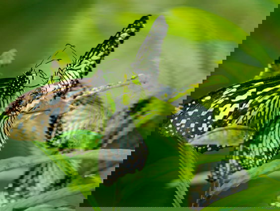 Verwarring in het dierenrijk: vele dieren hebben een onjuiste naam