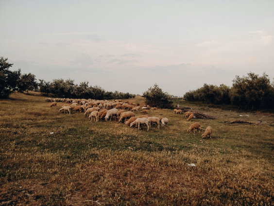 Lekkere Track: Pastorale