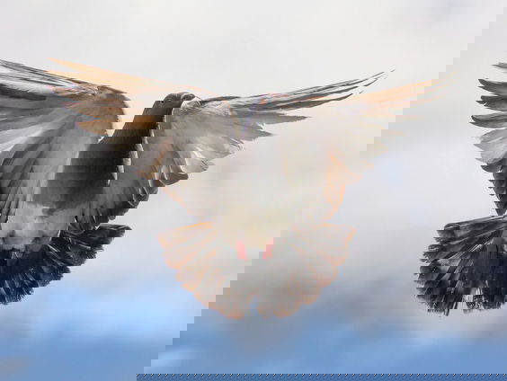 Lekkere Track: Muzikale duif