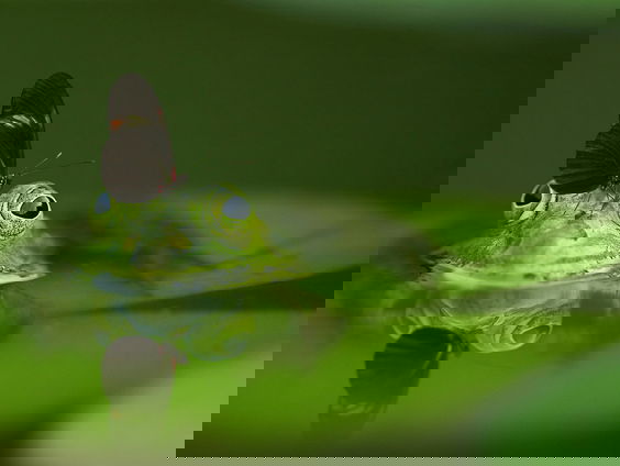 Lekkere Track: Kwak! Kwak!