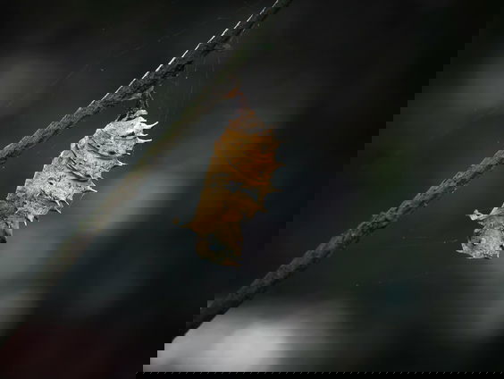 Lekkere Track: Metamorfose