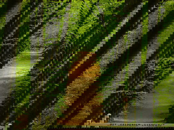 Lekkere Track: Veluwe