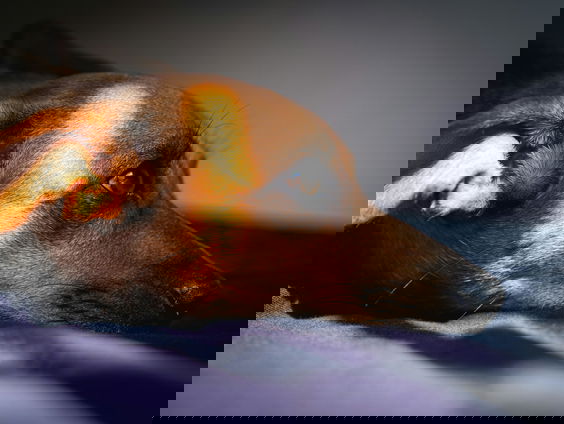 Hondenbescherming wil af van vuurwerk