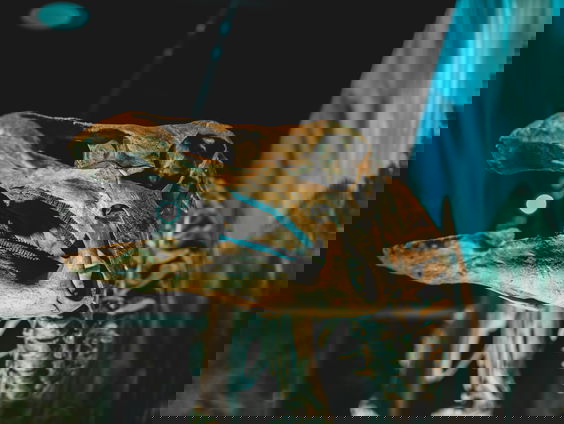 Het allereerste Tyrannosaurus Rex ei ooit ontdekt