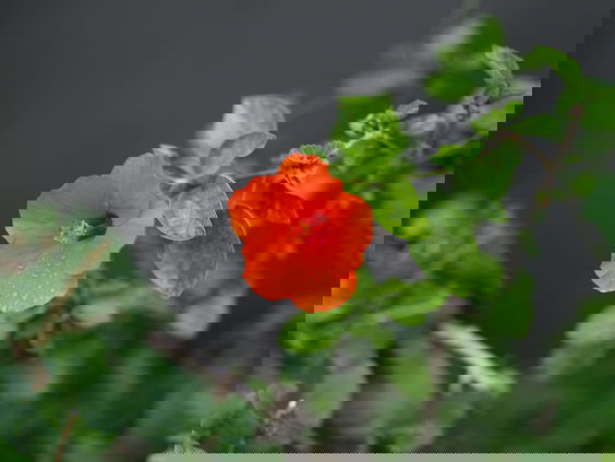 Lekkere Track: Koninginnedag