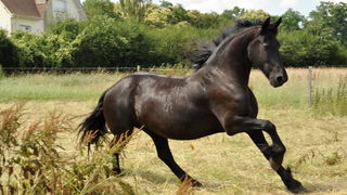 Leeuwarden in de ban van jaarlijkse hengstenkeuring