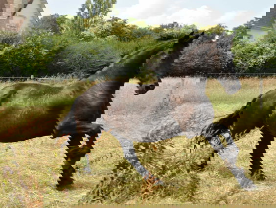 Leeuwarden in de ban van jaarlijkse hengstenkeuring