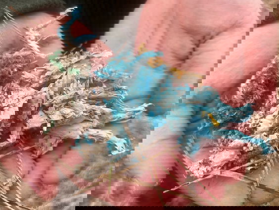 Zorgen over plastic in braakballen van raven