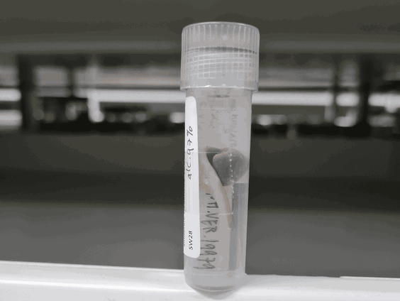 Exotische landplatwormen rukken op in Europa