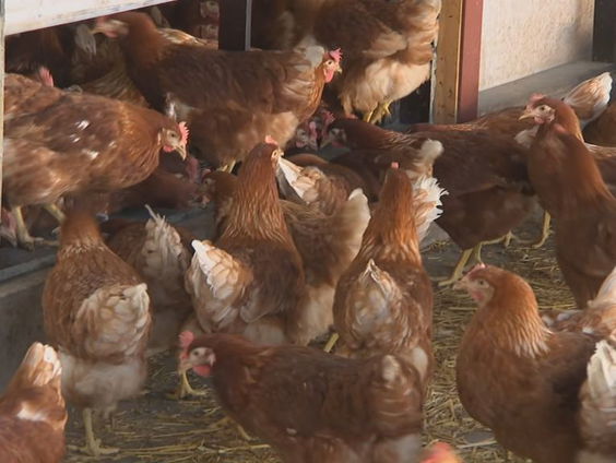 Proef met vogelgriepvaccin van start