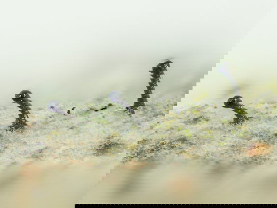 ‘Miniatuurwereld’ brengt wonderlijke korstmossen dichtbij