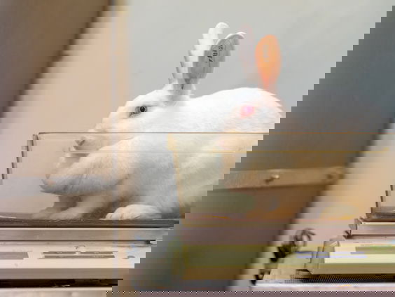 Overheid moet haast maken met proefdiervrije oplossingen