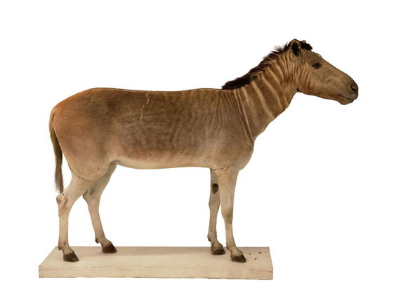 De restauratie van de allerlaatste quagga