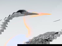 Vogelfeuilleton: blauwe reigers in het Amsterdamse Bos - deel 2