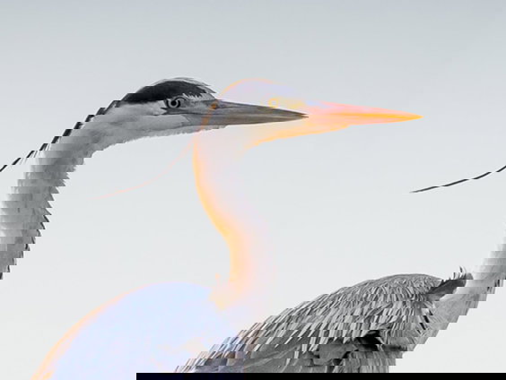 Vogelfeuilleton: blauwe reigers in het Amsterdamse Bos - deel 2