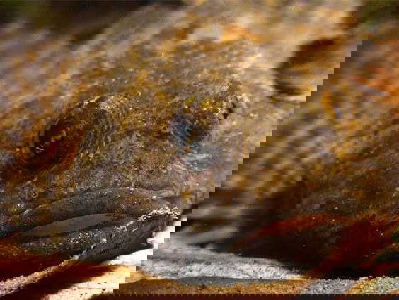 Wat moet een vis met een bos?