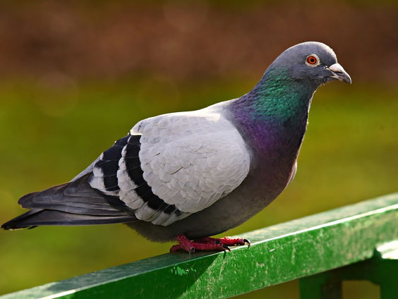 Het imagoprobleem van 'de vliegende rat': de duif