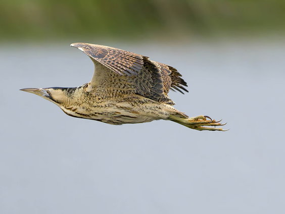 Vogelapps: handige tips en valkuilen voor beginnende vogelaars