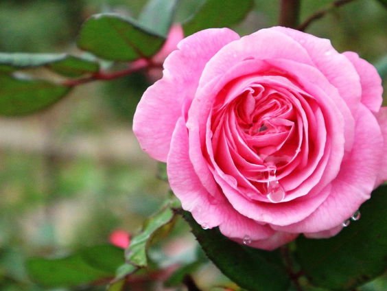 Kettingreactie 2 januari 2025