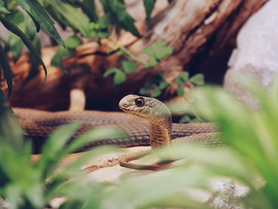 Mátyás doet onderzoek naar slangengif en promoveert deze maand