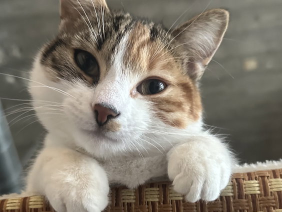 Echt heel veel katten in een klein huis? Syndroom van Noah in de bocht.