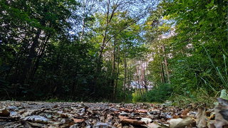 Droogte slecht voor bossen